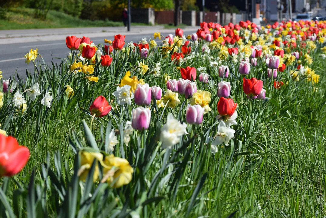 Tulipany na Bałutach