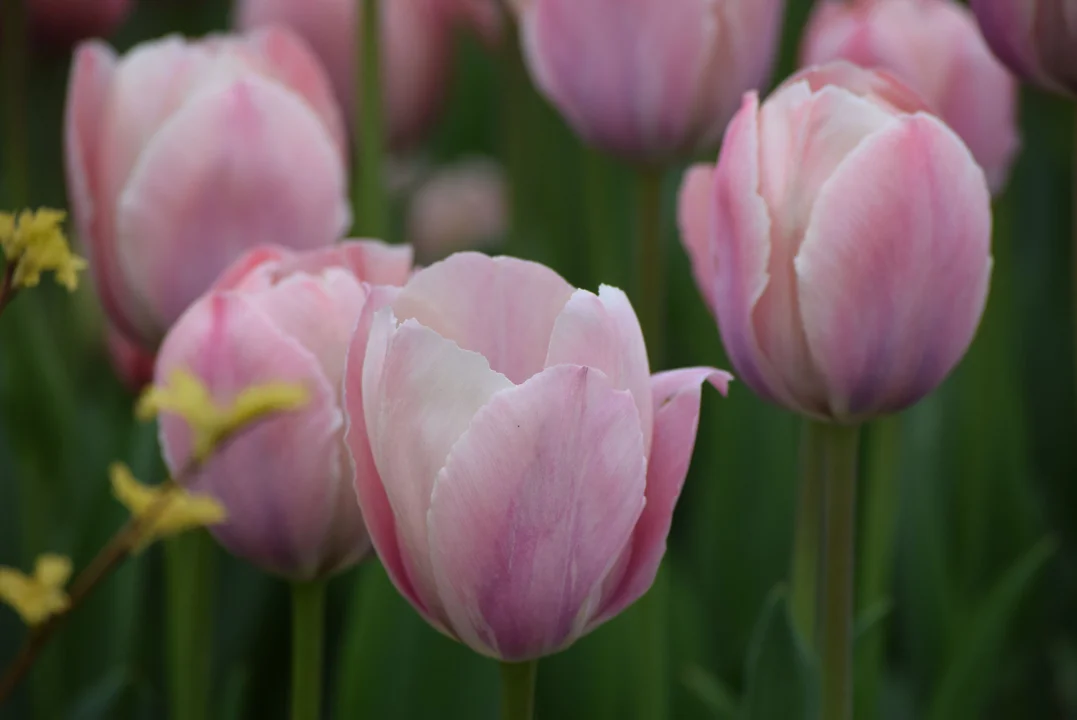 Tulipany w ogrodzie botanicznym