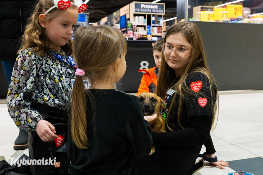 Psi wolontariusze Piotrków WOŚP