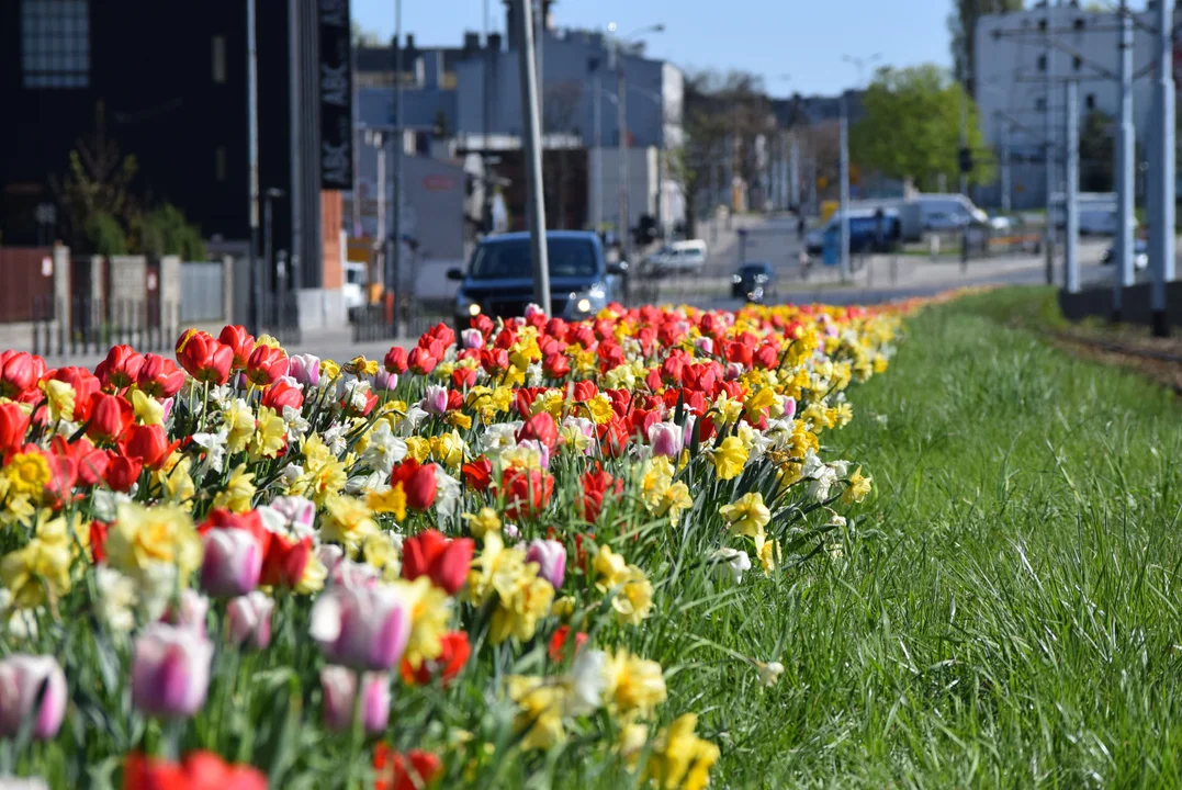 Tulipany na Bałutach