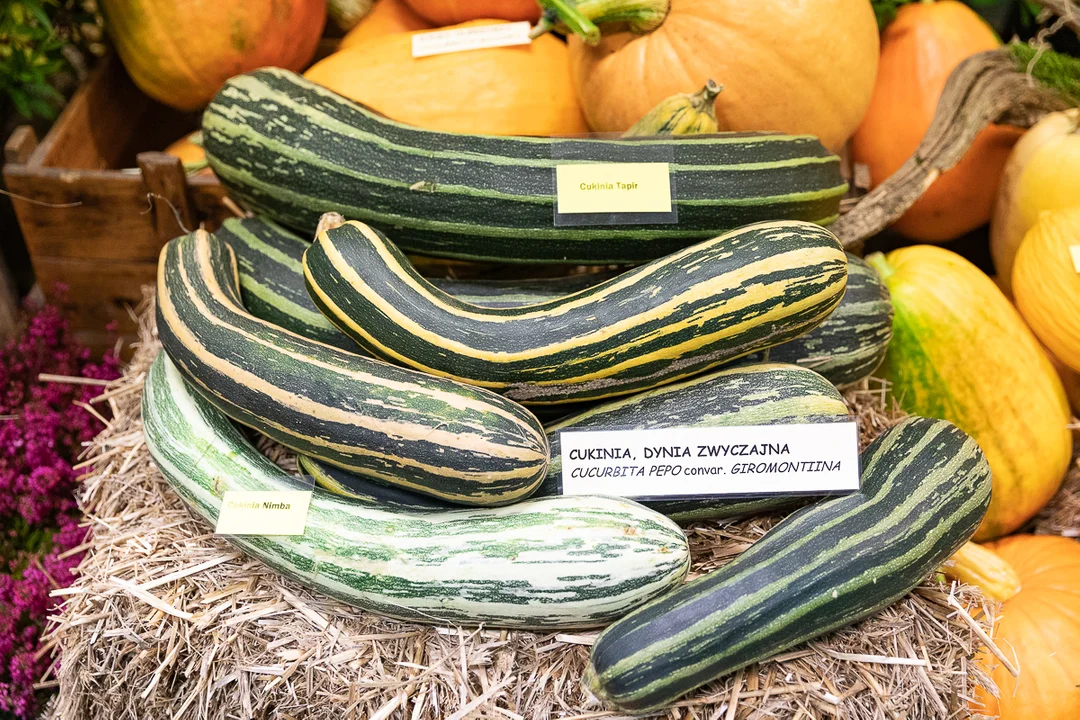 Łodzianie obejrzeli tematyczną, jesienną wystawę w Ogrodzie Botanicznym.