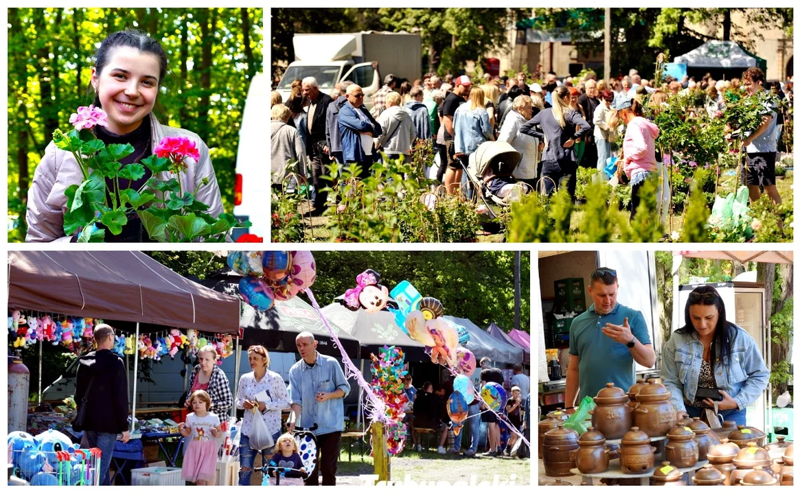  XVII Piotrkowskie Targi Ogrodnicze „Pamiętajmy o ogrodach”, 12.05.2024. Tłumy odwiedzających stoiska na placu zamku w Bykach w Piotrkowie ZDJĘCIA - Zdjęcie główne