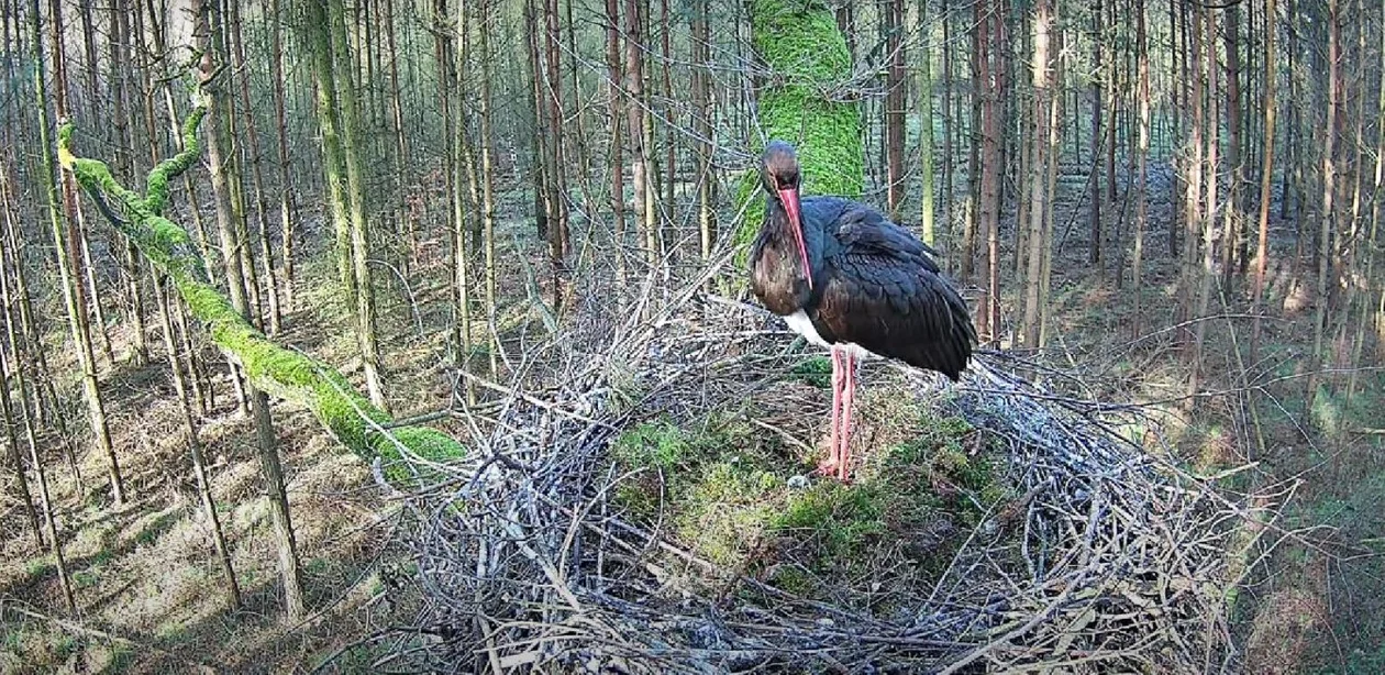 Przy jednym z gniazd bocianów czarnych w regionie zamontowano kamerę