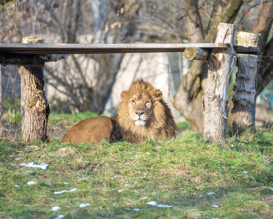 Koty w łódzkim zoo