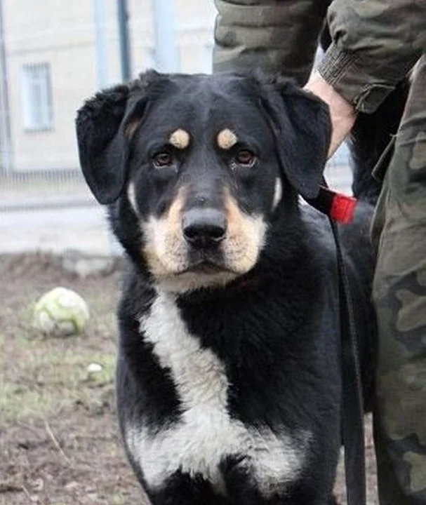 Tobiś – młody i silny, potrzebuje cierpliwego opiekuna