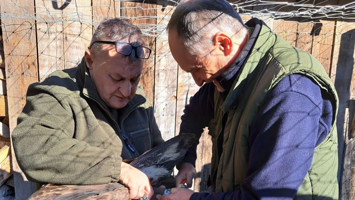 Uratowali niezwykłe zwierzę. W Polsce ten drapieżnik jest szczególnie chroniony - Zdjęcie główne