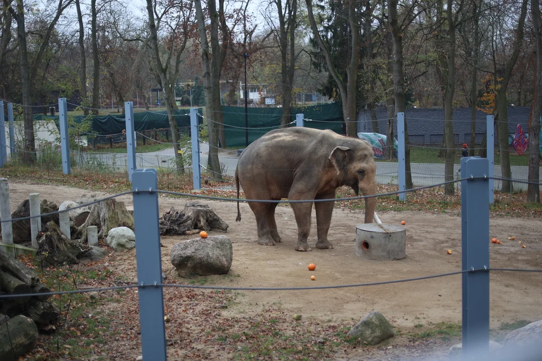 Słonie indyjskie na wybiegu w łódzkim zoo – 08.11.2024 r.