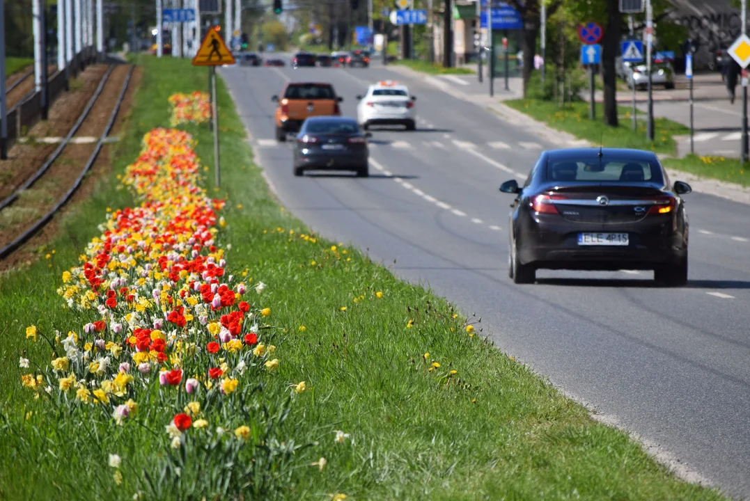 Tulipany na Bałutach