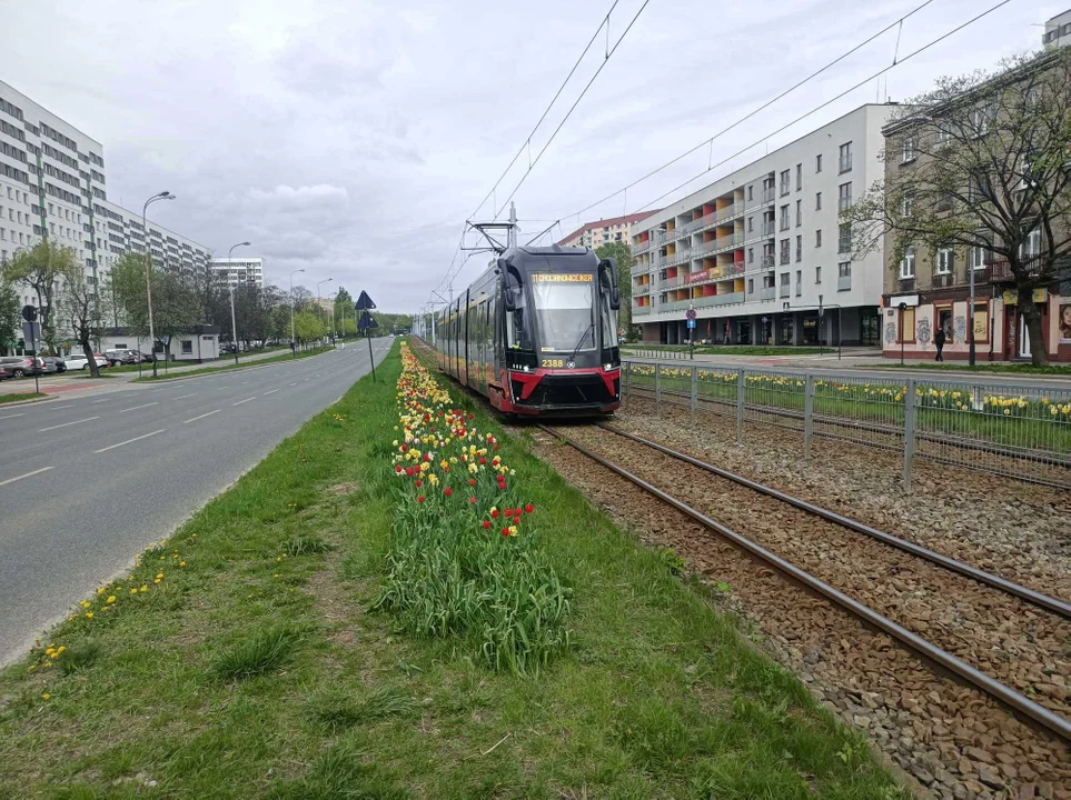 Tulipany na Balutach i w botaniku