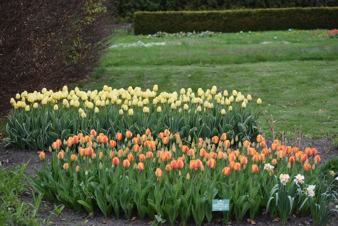 Tulipany w ogrodzie botanicznym