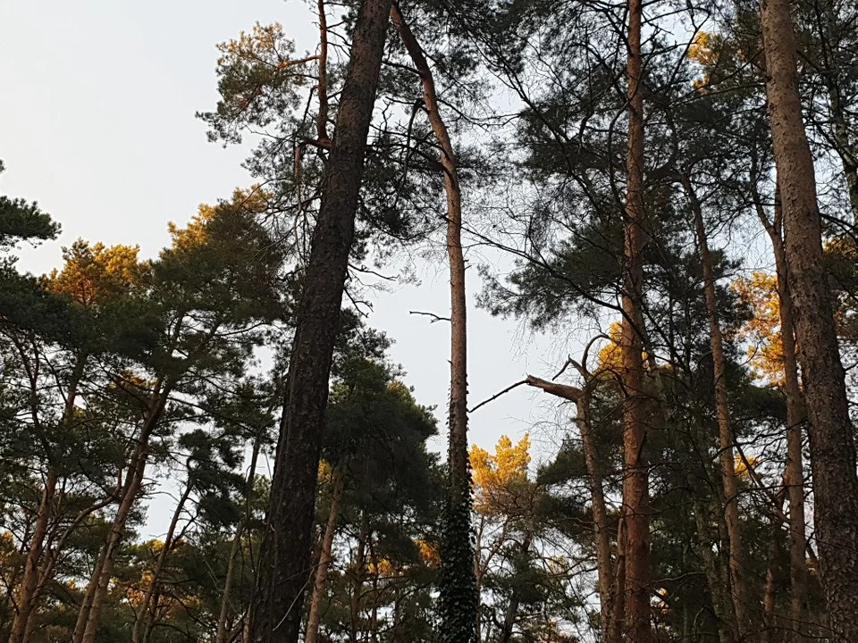 Sokolniki-Las w sezonie. Zobacz, jak zmienia się ta miejscowość, gdy przychodzi maj i przyjeżdżają letnicy [zdjęcia]