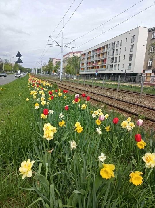 Tulipany na Balutach i w botaniku