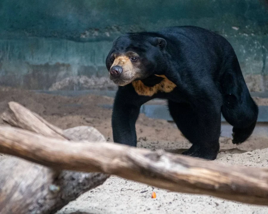 Najmniejsza niedźwiedzica świata przyjechała do Łodzi. W naturze prawie wyginęła - Zdjęcie główne
