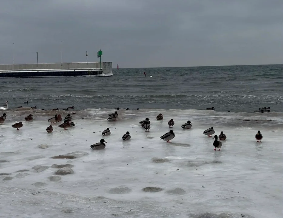 Zima nad Bałtykiem zachwyca. Trójmiejskie plaże w niezwykłej, lodowej odsłonie. - Zdjęcie główne