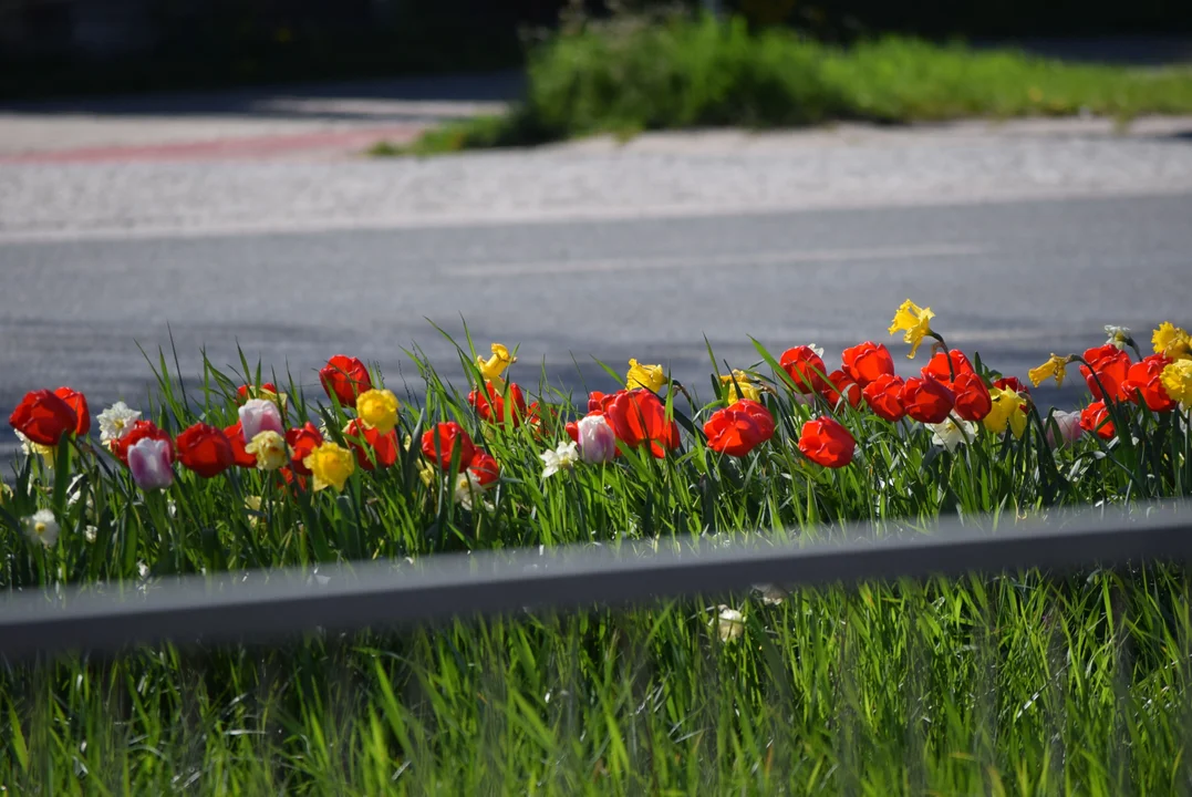 Tulipany na Bałutach