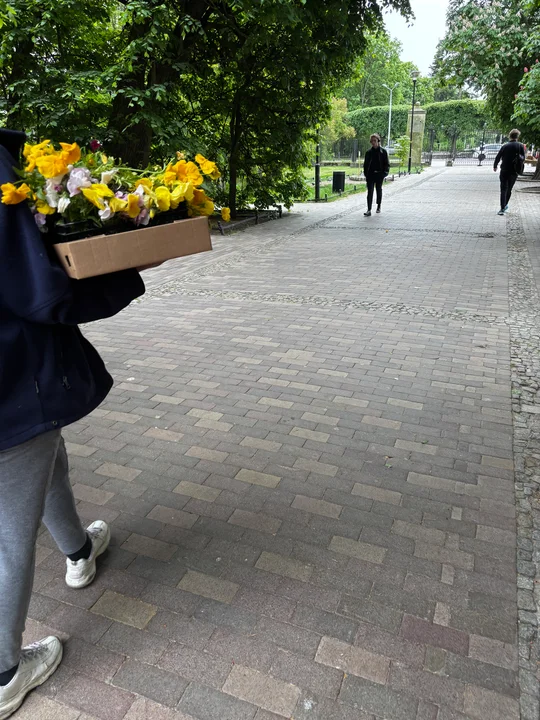 Zbrataj się z bratkiem w Gdańsku. Mieszkańcy tłumnie ruszyli do parków po darmowe kwiaty
