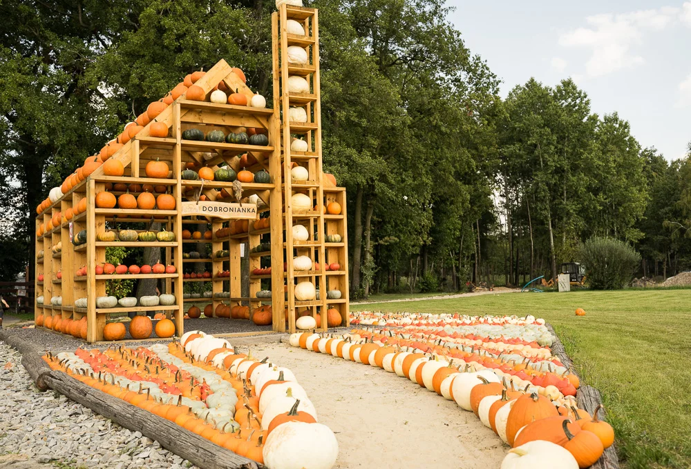 Ogromna farma dyń tylko 40 minut od Piotrkowa! Świetna zabawa dla dzieci i całych rodzin - Zdjęcie główne