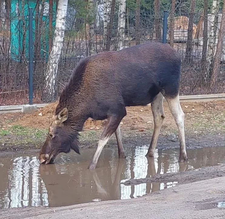 Łosie, sarny, zające, dziki, lisy, bobry. Leśne zwierzęta rzut beretem od Zgierza - Zdjęcie główne