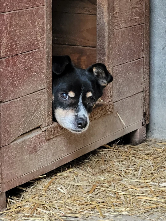 fb/Fundacja Mondo Cane