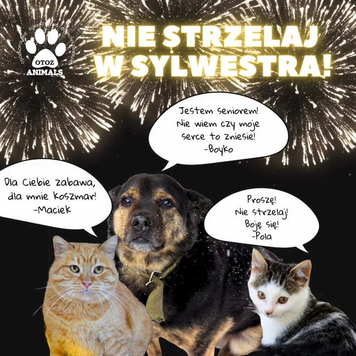 sylwester otóż animals