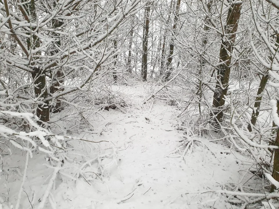 Śnieżna galeria ze Zgierza i Sokolnik-Lasu