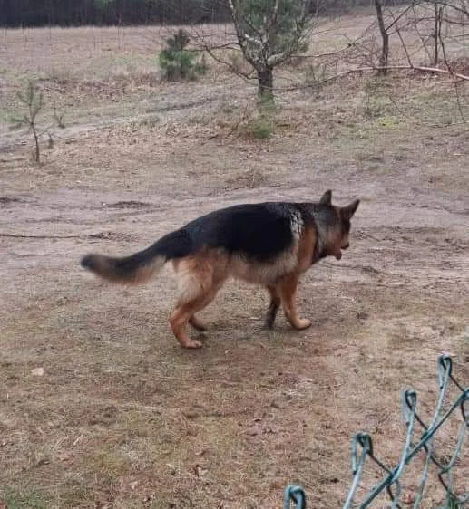 Pogryzienie przez psa w Helenowie