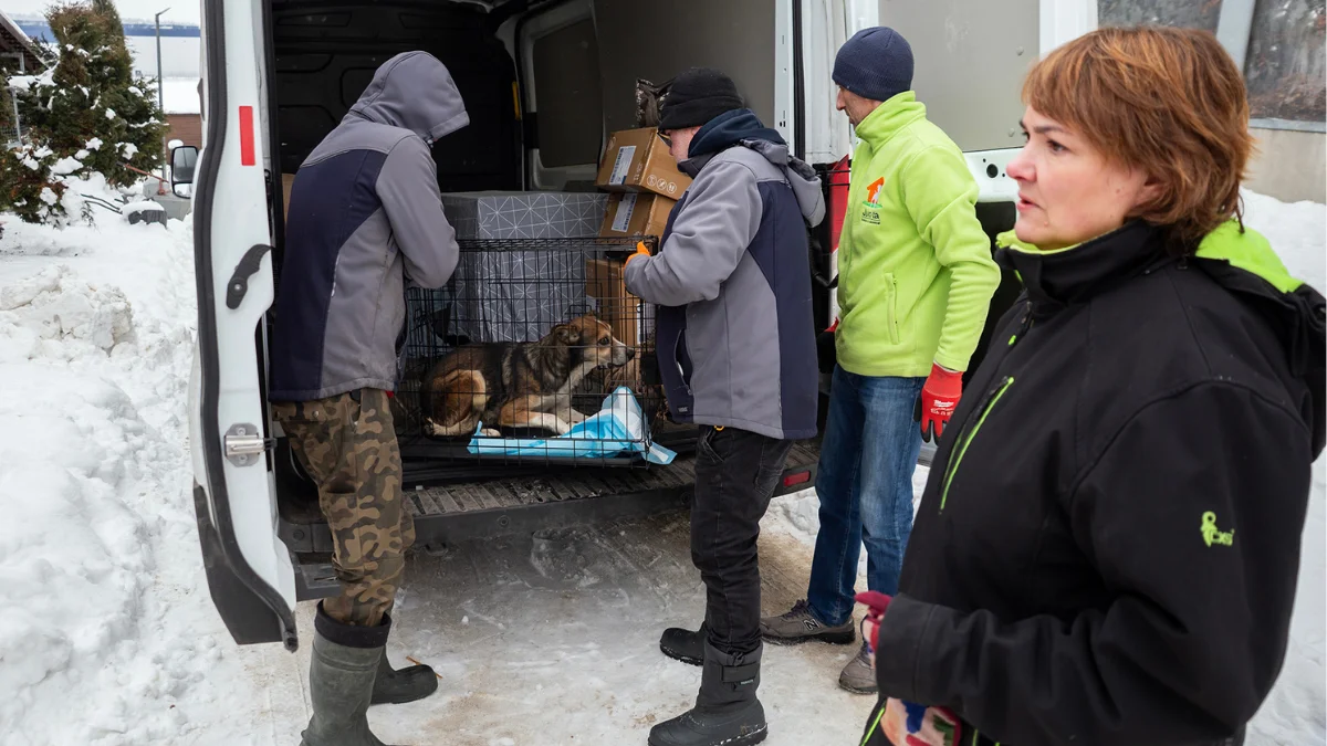 W Gdańsku znowu otwarto drzwi dla psów w kryzysie. Co się stało? [FOTO] - Zdjęcie główne