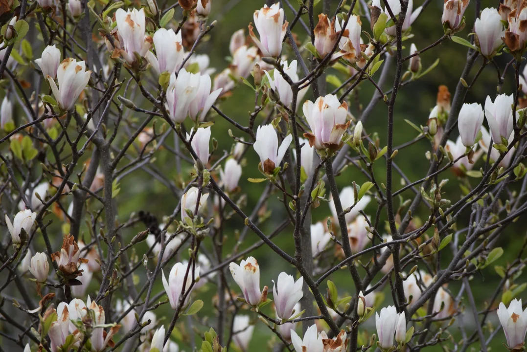 Tulipany w ogrodzie botanicznym