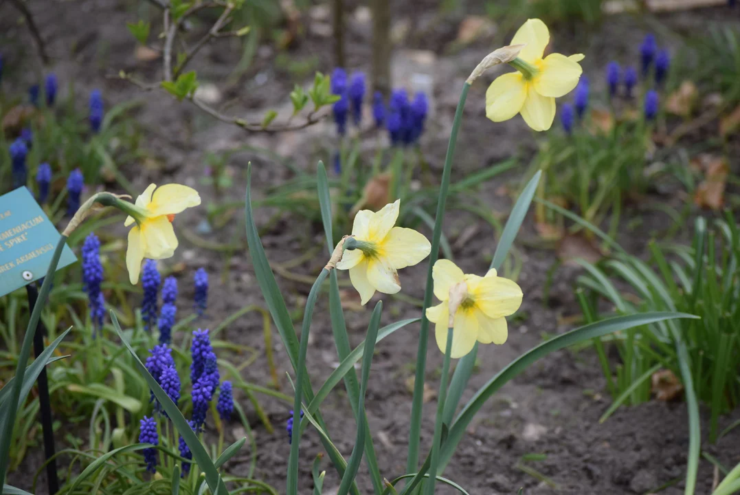 Tulipany w ogrodzie botanicznym