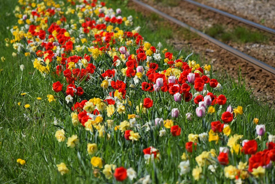 Tulipany na Bałutach