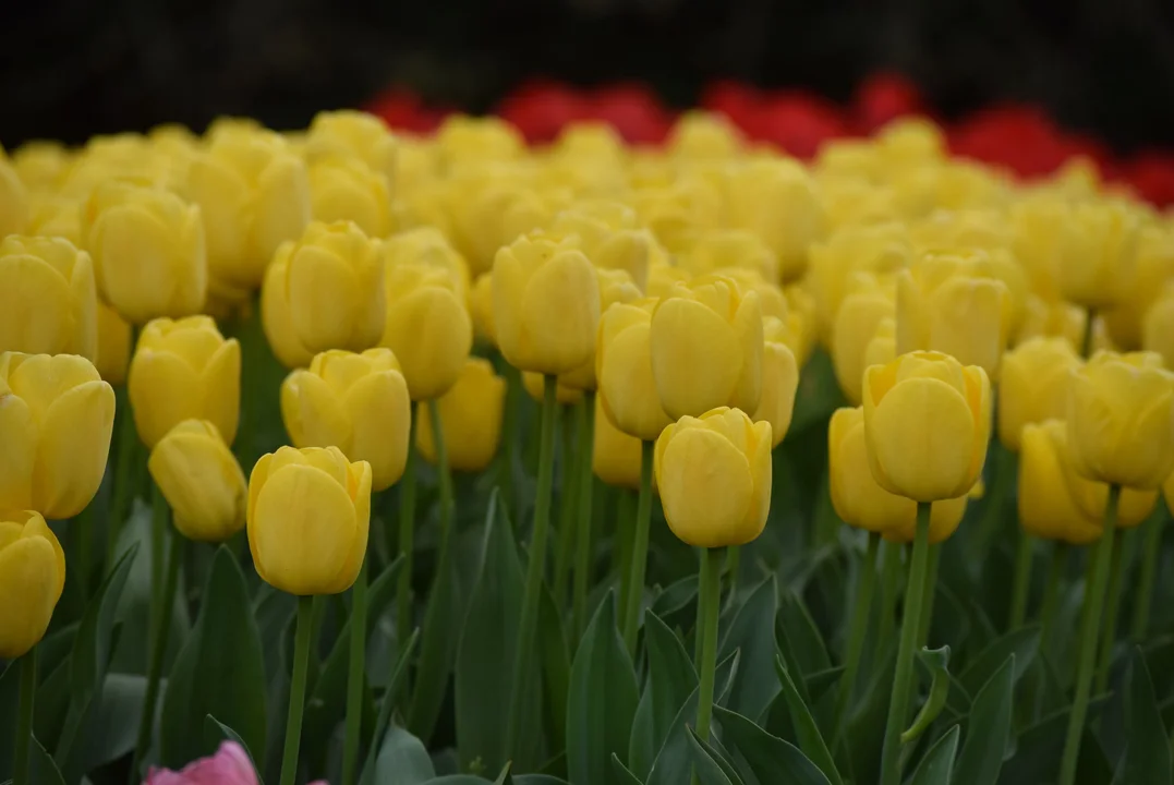 Tulipany w ogrodzie botanicznym