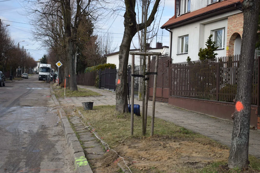 Z ulicy Fijałkowskiego w Zgierzu  znikną drzewa