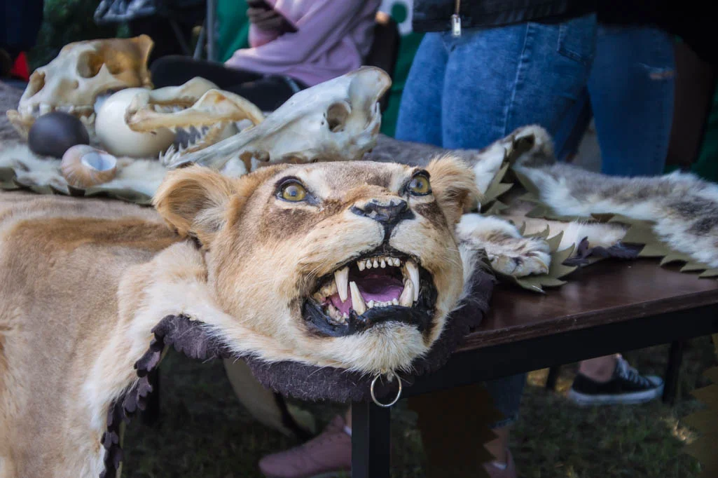 Spotkanie ze zwierzętami i moc innych atrakcji. Wieczór Marzeń w płockim zoo [ZDJĘCIA] - Zdjęcie główne