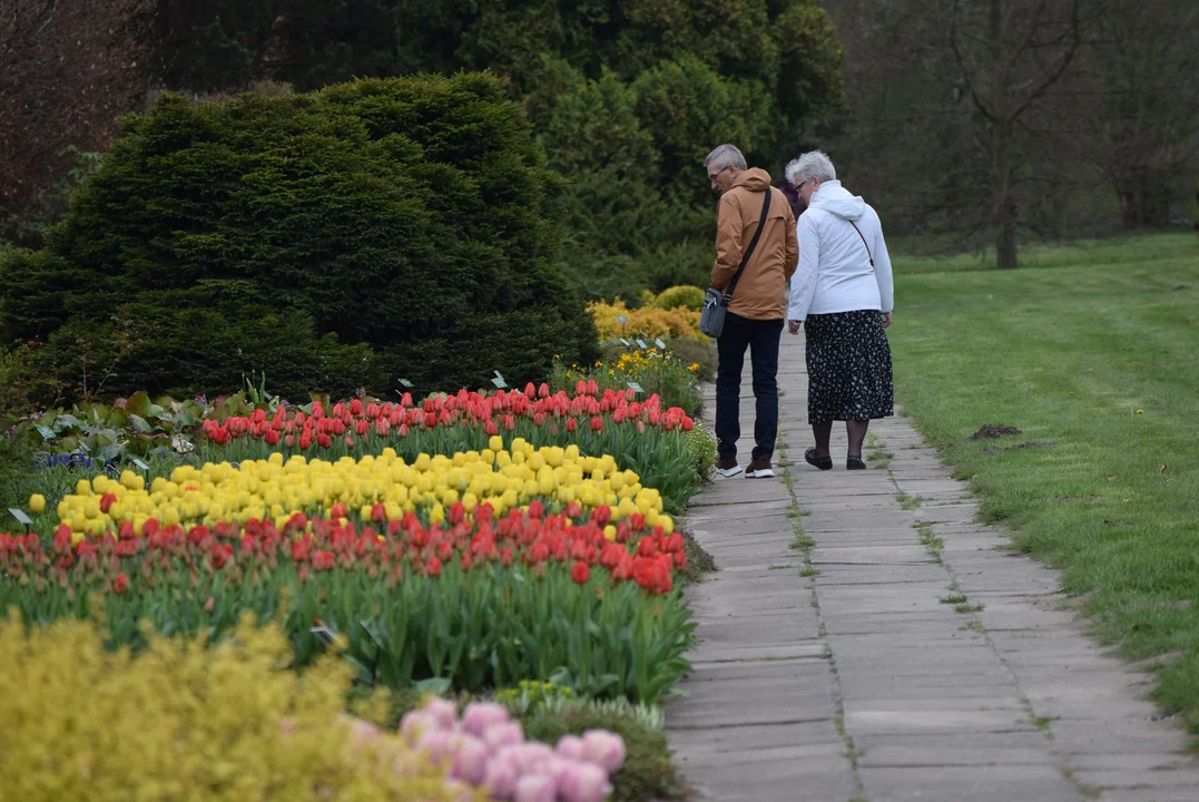 Tulipany w ogrodzie botanicznym