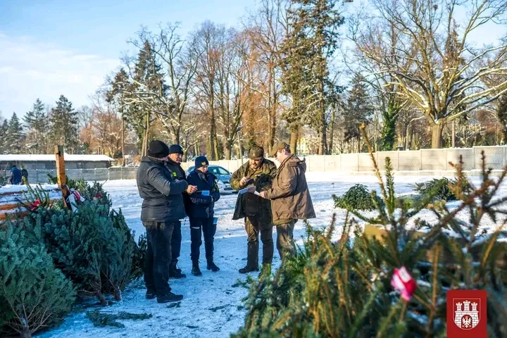 Czy masz w domu legalną choinkę? Straż Miejska i Nadleśnictwo sprawdzili targowisko - Zdjęcie główne