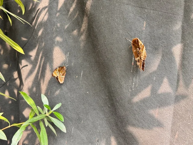 Motyle w palmiarni