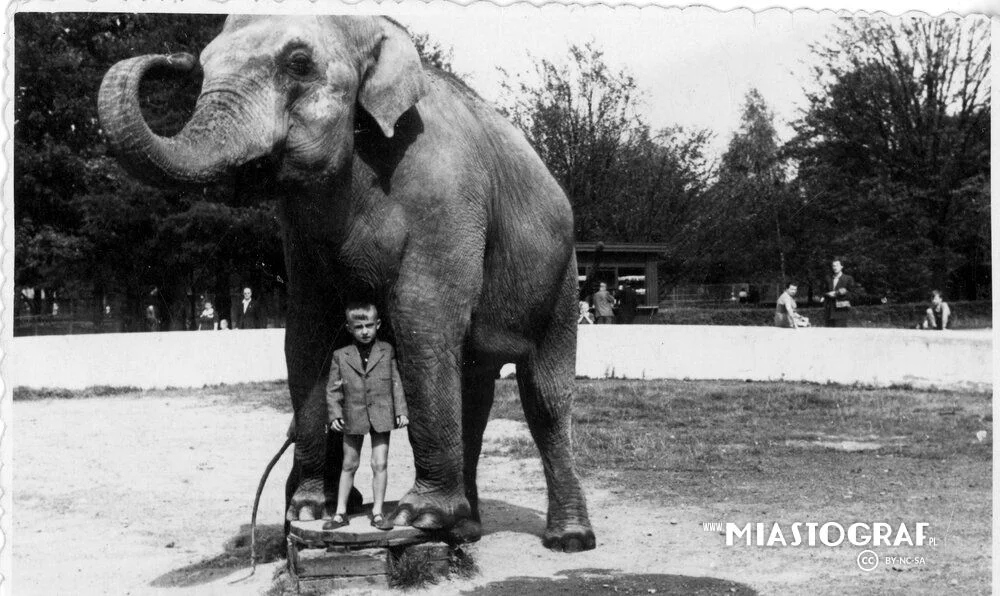 Czwartek z historią. Łódzkie zoo znane jest dziś w całej Europie. Zobacz, jak wyglądało w poprzednim wieku - Zdjęcie główne