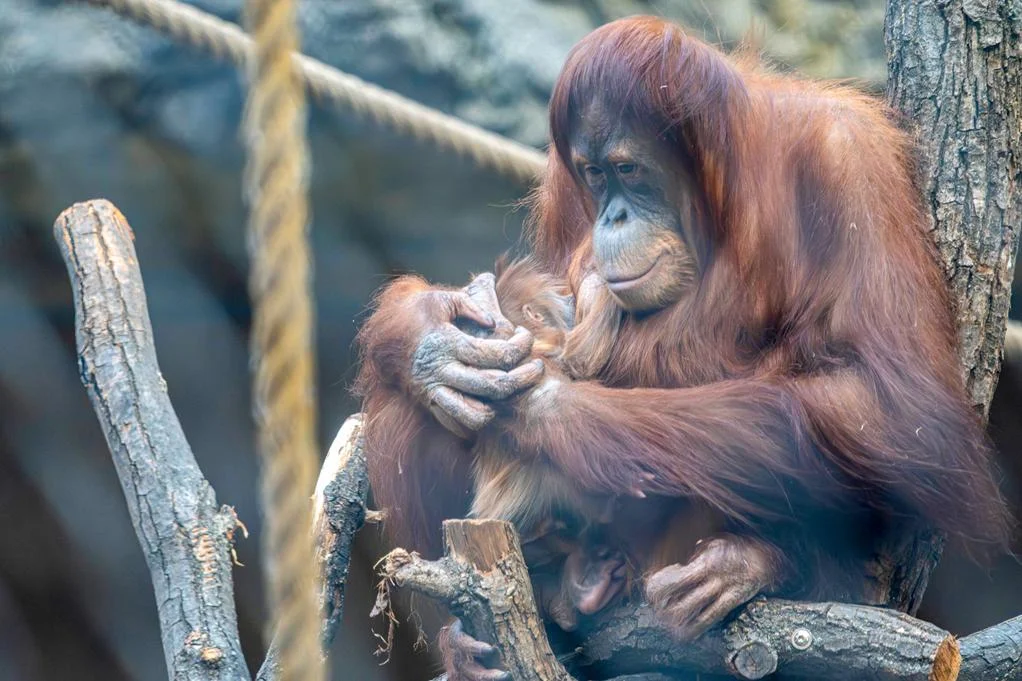 Wielki sukces łódzkiego zoo. Urodził się orangutan