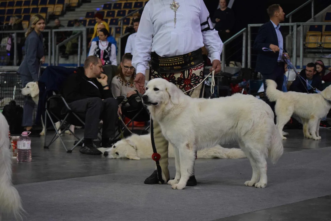 Wystawa psów w Atlas Arenie