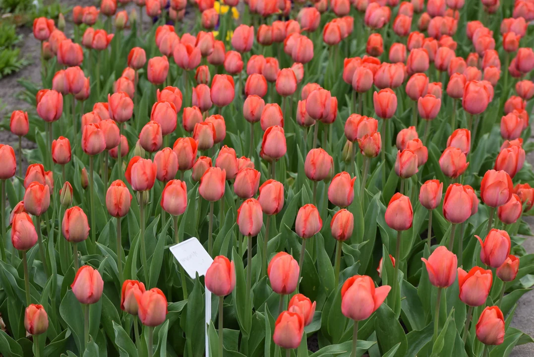 Tulipany w ogrodzie botanicznym