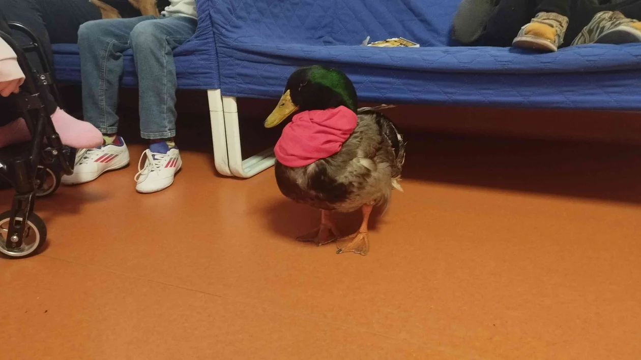 Dariusz Brzeski ze zwierzętami w FDwŁ