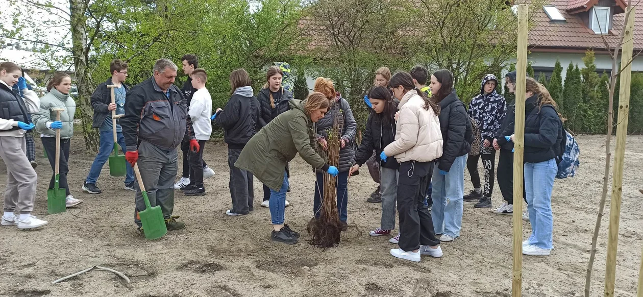 Sadzenie drzewek w Zgierzu