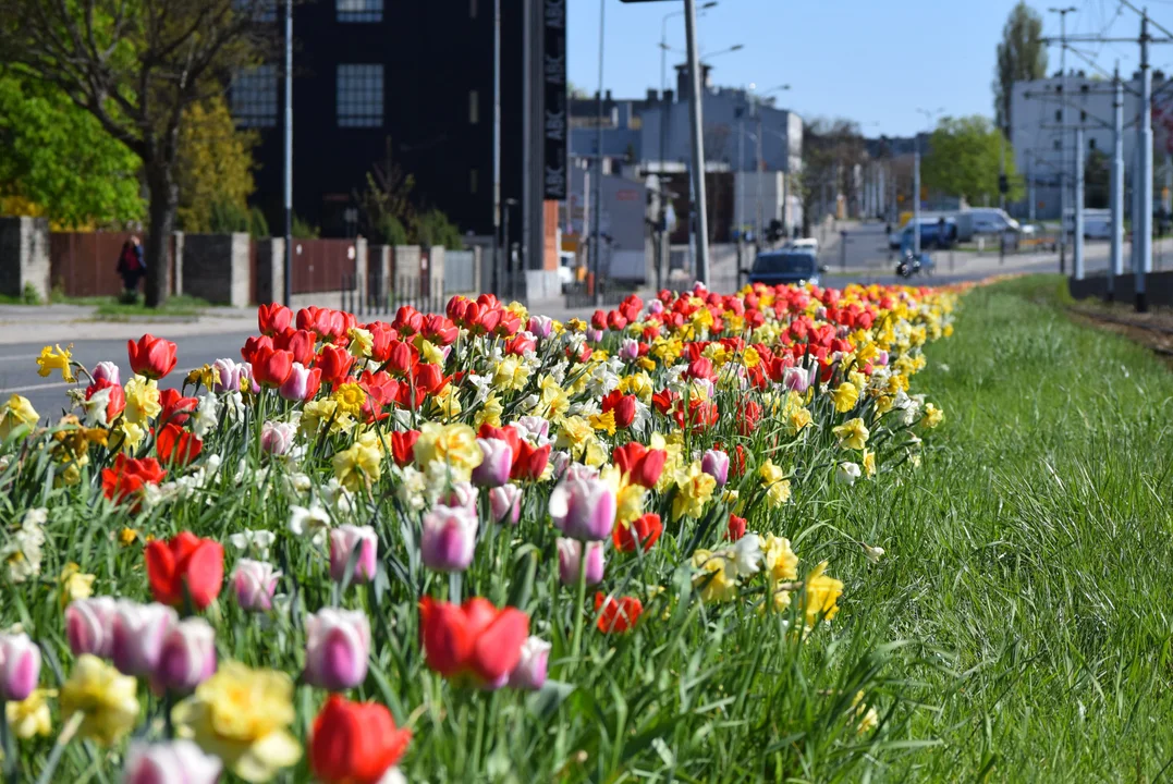 Tulipany na Bałutach