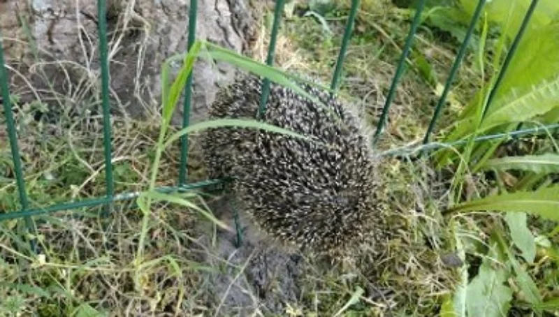 Mundurowi na ratunek... jeża. Zwierzę utknęło w ogrodzeniu - Zdjęcie główne