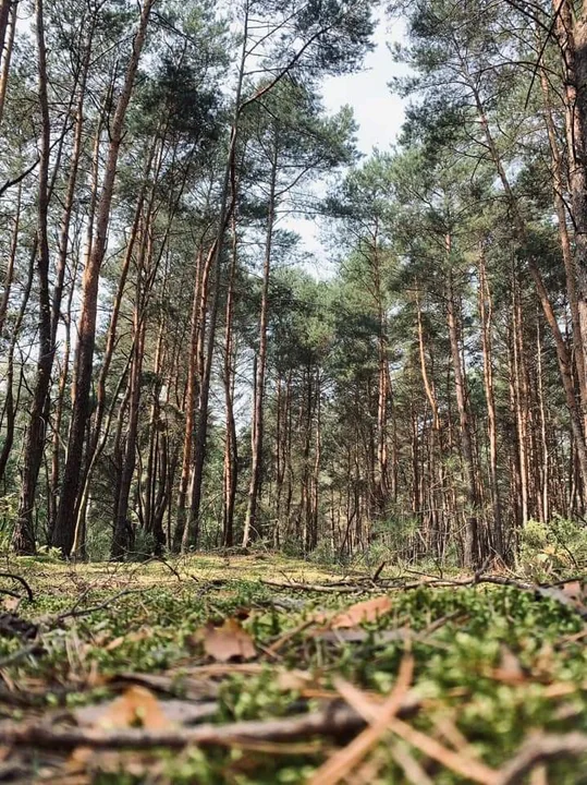 Sokolniki-Las to piękna miejscowość. Zobaczcie galerię zdjęć mieszkańców