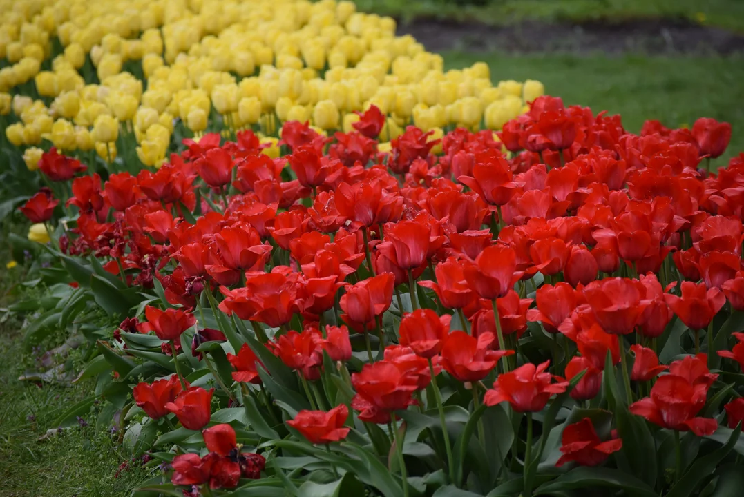 Tulipany w ogrodzie botanicznym