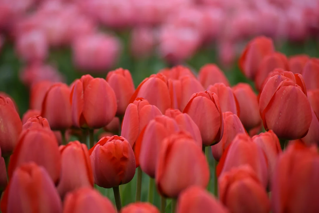 Tulipany w ogrodzie botanicznym