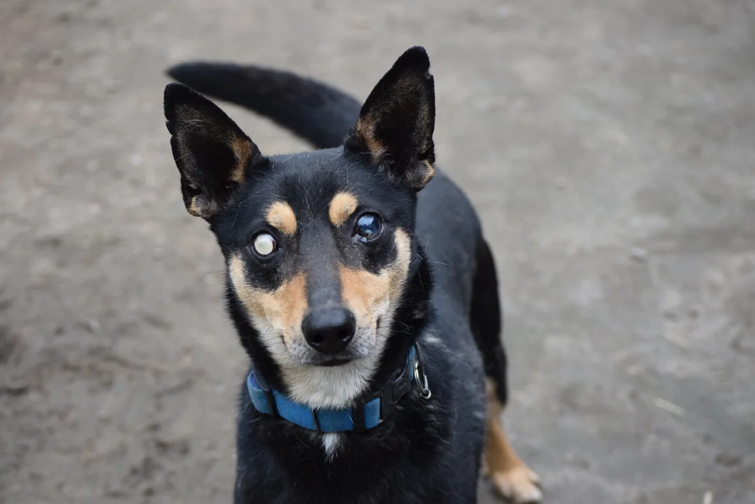 Zwierzęta czekają na adopcję