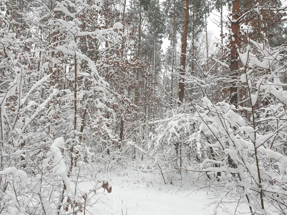 Śnieżna galeria ze Zgierza i Sokolnik-Lasu