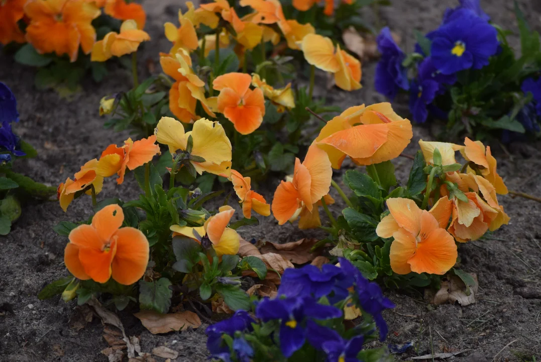 Tulipany w ogrodzie botanicznym